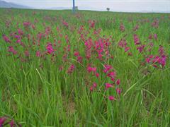 گلایول ایرانی